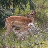 Amsterdamse Waterleidingduinen